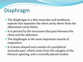 Diaphragm
 The diaphragm is a thin muscular and tendinous
septum that separates the chest cavity above from the
abdominal cavity below
 It is pierced by the structures that pass between the
chest and the abdomen.
 The diaphragm is the most important muscle of
respiration.
 It is dome shaped and consists of a peripheral
muscular part, which arises from the margins of the
thoracic opening, and a centrally placed tendon
 