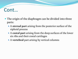 Cont…
 The origin of the diaphragm can be divided into three
parts:
 A sternal part arising from the posterior surface of the
xiphoid process
 A costal part arising from the deep surfaces of the lower
six ribs and their costal cartilages
 A vertebral part arising by vertical columns
 