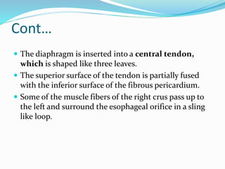 Cont…
 The diaphragm is inserted into a central tendon,
which is shaped like three leaves.
 The superior surface of the tendon is partially fused
with the inferior surface of the fibrous pericardium.
 Some of the muscle fibers of the right crus pass up to
the left and surround the esophageal orifice in a sling
like loop.
 