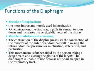 Functions of the Diaphragm
 Muscle of inspiration:
 the most important muscle used in inspiration
 On contraction, the diaphragm pulls its central tendon
down and increases the vertical diameter of the thorax
 Muscle of abdominal straining:
 The contraction of the diaphragm assists the contraction of
the muscles of the anterior abdominal wall in raising the
intra-abdominal pressure for micturition, defecation, and
parturition.
 This mechanism is further aided by the person taking a
deep breath and closing the glottis of the larynx. The
diaphragm is unable to rise because of the air trapped in
the respiratory tract.
 