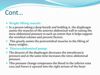 Cont…
 Weight-lifting muscle:
 In a person taking a deep breath and holding it, the diaphragm
assists the muscles of the anterior abdominal wall in raising the
intra-abdominal pressure to such an extent that it helps support
the vertebral column and prevent flexion.
 This greatly assists the postvertebral muscles in the lifting of
heavy weights.
 Thoracoabdominal pump:
 The descent of the diaphragm decreases the intrathoracic
pressure and at the same time increases the intra-abdominal
pressure.
 This pressure change compresses the blood in the inferior vena
cava and forces it upward into the right atrium of the heart
 