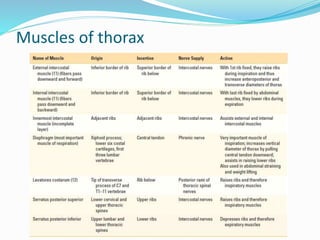Muscles of thorax
 
