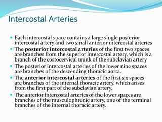 Intercostal Arteries
 Each intercostal space contains a large single posterior
intercostal artery and two small anterior intercostal arteries
 The posterior intercostal arteries of the first two spaces
are branches from the superior intercostal artery, which is a
branch of the costocervical trunk of the subclavian artery
 The posterior intercostal arteries of the lower nine spaces
are branches of the descending thoracic aorta.
 The anterior intercostal arteries of the first six spaces
are branches of the internal thoracic artery, which arises
from the first part of the subclavian artery.
 The anterior intercostal arteries of the lower spaces are
branches of the musculophrenic artery, one of the terminal
branches of the internal thoracic artery.
 