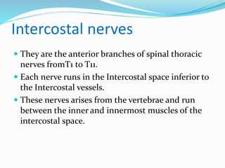 Intercostal nerves
 They are the anterior branches of spinal thoracic
nerves fromT1 to T11.
 Each nerve runs in the Intercostal space inferior to
the Intercostal vessels.
 These nerves arises from the vertebrae and run
between the inner and innermost muscles of the
intercostal space.
 