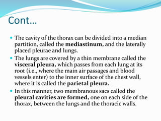 Cont…
 The cavity of the thorax can be divided into a median
partition, called the mediastinum, and the laterally
placed pleurae and lungs.
 The lungs are covered by a thin membrane called the
visceral pleura, which passes from each lung at its
root (i.e., where the main air passages and blood
vessels enter) to the inner surface of the chest wall,
where it is called the parietal pleura.
 In this manner, two membranous sacs called the
pleural cavities are formed, one on each side of the
thorax, between the lungs and the thoracic walls.
 