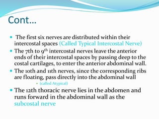 Cont…
 The first six nerves are distributed within their
intercostal spaces (Called Typical Intercostal Nerve)
 The 7th to 9th intercostal nerves leave the anterior
ends of their intercostal spaces by passing deep to the
costal cartilages, to enter the anterior abdominal wall.
 The 10th and 11th nerves, since the corresponding ribs
are floating, pass directly into the abdominal wall
 (called Atypical)
 The 12th thoracic nerve lies in the abdomen and
runs forward in the abdominal wall as the
subcostal nerve
 