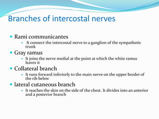 Branches of intercostal nerves
 Rami communicantes
 It connect the intercostal nerve to a ganglion of the sympathetic
trunk
 Gray ramus
 It joins the nerve medial at the point at which the white ramus
leaves it
 Collateral branch
 It runs forward inferiorly to the main nerve on the upper border of
the rib below
 lateral cutaneous branch
 It reaches the skin on the side of the chest. It divides into an anterior
and a posterior branch
 