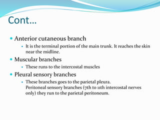 Cont…
 Anterior cutaneous branch
 It is the terminal portion of the main trunk. It reaches the skin
near the midline.
 Muscular branches
 These runs to the intercostal muscles
 Pleural sensory branches
 These branches goes to the parietal pleura.
Peritoneal sensory branches (7th to 11th intercostal nerves
only) they run to the parietal peritoneum.
 