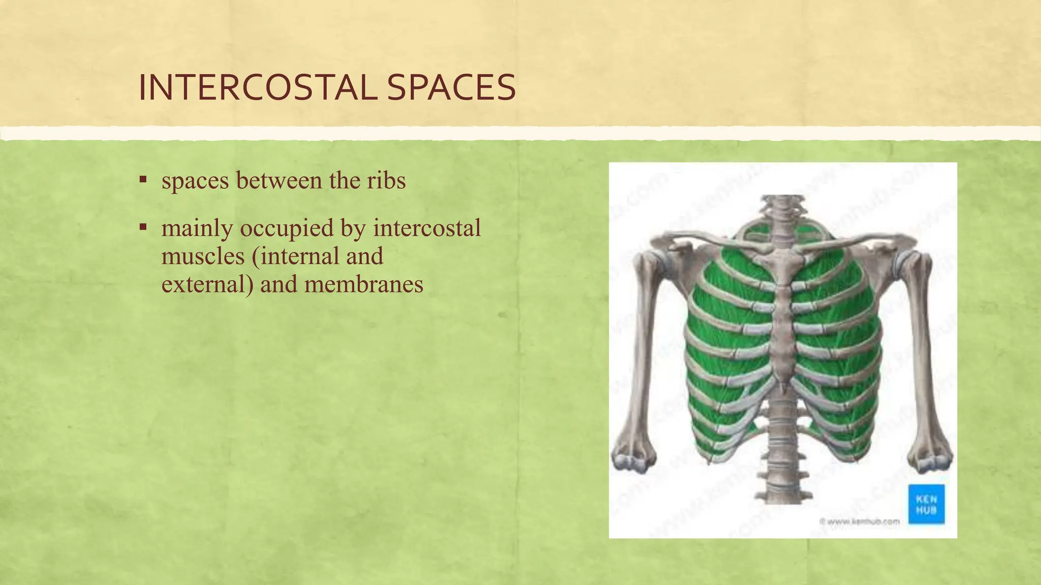 THORACIC WALL & CAVITY.pptx