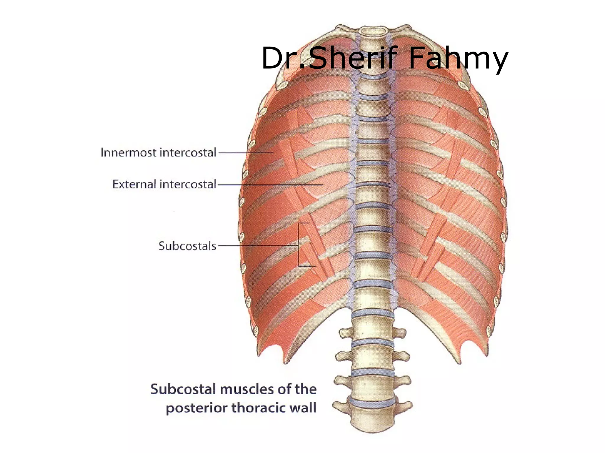 Thoracic walls (Anatomy of the Thorax) | PPS