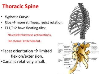 Thoracic Spine
• Kyphotic Curve.
• Ribs  more stiffness, resist rotation.
• T11,T12 have floating ribs;
No costotransverse articulations.
No sternal attachement.
•Facet orientation  limited
flexion/extension.
•Canal is relatively small.
 