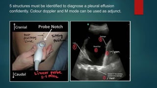 5 structures must be identified to diagnose a pleural effusion
confidently. Colour doppler and M mode can be used as adjunct.
 