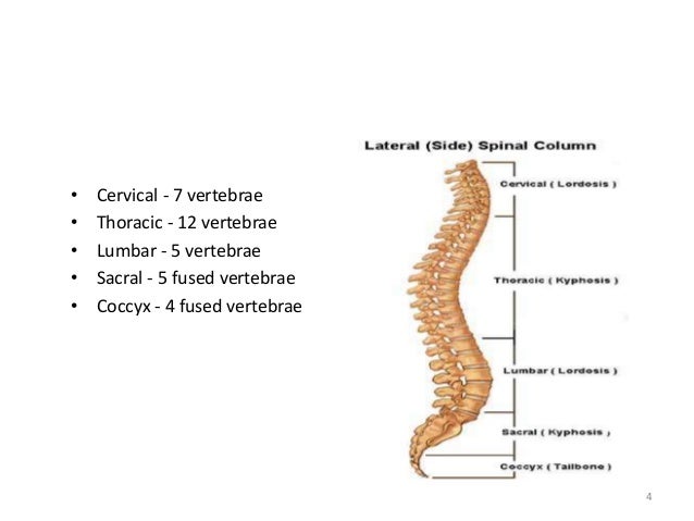 Thoracolumbar fracture for mbbs