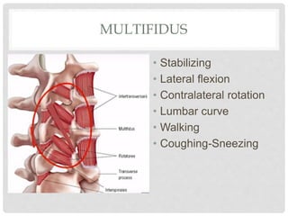 Thoracolumbar muscles | PPTX