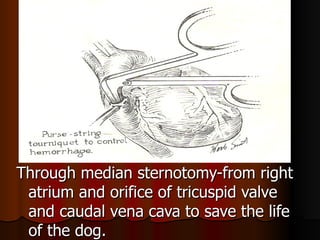 Through median sternotomy-from right
 atrium and orifice of tricuspid valve
 and caudal vena cava to save the life
 of the dog.
 