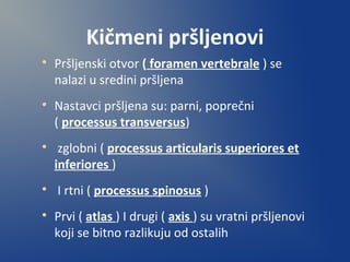 Kičmeni pršljenovi

Pršljenski otvor ( foramen vertebrale ) se
nalazi u sredini pršljena

Nastavci pršljena su: parni, poprečni
( processus transversus)

zglobni ( processus articularis superiores et
inferiores )

I rtni ( processus spinosus )

Prvi ( atlas ) I drugi ( axis ) su vratni pršljenovi
koji se bitno razlikuju od ostalih
 