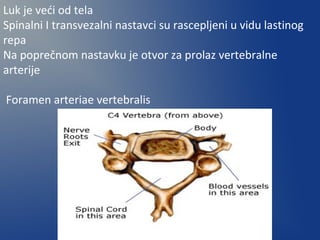 Luk je veći od tela
Spinalni I transvezalni nastavci su rascepljeni u vidu lastinog
repa
Na poprečnom nastavku je otvor za prolaz vertebralne
arterije
Foramen arteriae vertebralis
 