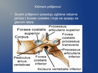 Kičmeni pršljenovi

Grudni pršljenovi poseduju zglobne rebarne
jamice ( foveae costales ) koje se spajaju sa
glavom rebra
 