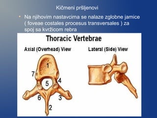 Kičmeni pršljenovi

Na njihovim nastavcima se nalaze zglobne jamice
( foveae costales procesus transversales ) za
spoj sa kvržicom rebra
 