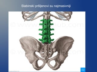 Slabinski pršljenovi su najmasivniji
 