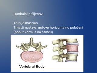 Lumbalni pršljenovi
Trup je masivan
Trnasti nastavci gotovo horizontalno položeni
(poput kormila na čamcu)
 