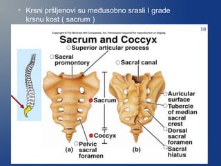 
Krsni pršljenovi su međusobno srasli I grade
krsnu kost ( sacrum )
 