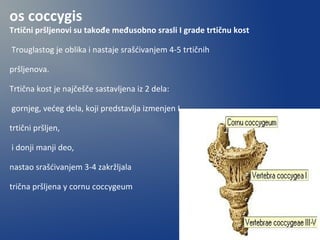 os coccygis
Trtični pršljenovi su takođe međusobno srasli I grade trtičnu kost
Trouglastog je oblika i nastaje srašćivanjem 4-5 trtičnih
pršljenova.
Trtična kost je najčešče sastavljena iz 2 dela:
gornjeg, većeg dela, koji predstavlja izmenjen I
trtični pršljen,
i donji manji deo,
nastao srašćivanjem 3-4 zakržljala
trična pršljena y cornu coccygeum
 