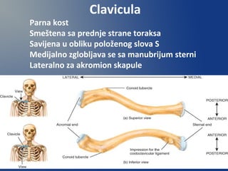 Clavicula
Parna kost
Smeštena sa prednje strane toraksa
Savijena u obliku položenog slova S
Medijalno zglobljava se sa manubrijum sterni
Lateralno za akromion skapule
 