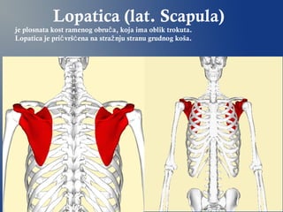 Lopatica (lat. Scapula)
je plosnata kost ramenog obru a, koja ima oblik trokuta.č
Lopatica je pri vrš ena na stra nju stranu grudnog koša.č ć ž
 