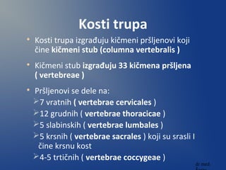 Kosti trupa

Kosti trupa izgrađuju kičmeni pršljenovi koji
čine kičmeni stub (columna vertebralis )

Kičmeni stub izgrađuju 33 kičmena pršljena
( vertebreae )

Pršljenovi se dele na:
7 vratnih ( vertebrae cervicales )
12 grudnih ( vertebrae thoracicae )
5 slabinskih ( vertebrae lumbales )
5 krsnih ( vertebrae sacrales ) koji su srasli I
čine krsnu kost
4-5 trtičnih ( vertebrae coccygeae )
dr med.
 