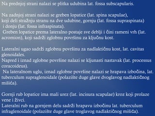 Na prednjoj strani nalazi se plitka udubina lat. fossa subscapularis.
Na zadnjoj strani nalazi se greben lopatice (lat. spina scapulae),
koji deli stra nju stranu na dve udubine, gornju (lat. fossa supraspinata)ž
i donju (lat. fossa infraspinata).
Greben lopatice prema lateralno postaje sve deblji i ini rameni vrh (lat.č
acromion), koji sadr i zglobnu površinu za klju nu kost.ž č
Lateralni ugao sadr i zglobnu površinu za nadlakti nu kost, lat. cavitasž č
glenoidales.
Napred i iznad zglobne površine nalazi se kljunasti nastavak (lat. processus
coracoideus).
Na lateralnom uglu, iznad zglobne površine nalazi se hrapava izbo ina, lat.č
tuberculum supraglenoidale (polazište duge glave dvoglavog nadlakti nogč
miši a).ć
Gornji rub lopatice ima mali urez (lat. incisura scapulae) kroz koji prolaze
vene i ivci.ž
Lateralni rub na gornjem delu sadr i hrapavu izbo inu lat. tuberculumž č
infraglenoidale (polazište duge glave troglavog nadlakti nog miši a).č ć
 