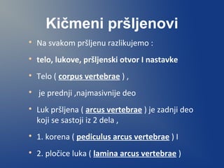 Kičmeni pršljenovi

Na svakom pršljenu razlikujemo :

telo, lukove, pršljenski otvor I nastavke

Telo ( corpus vertebrae ) ,

je prednji ,najmasivnije deo

Luk pršljena ( arcus vertebrae ) je zadnji deo
koji se sastoji iz 2 dela ,

1. korena ( pediculus arcus vertebrae ) I

2. pločice luka ( lamina arcus vertebrae )
 