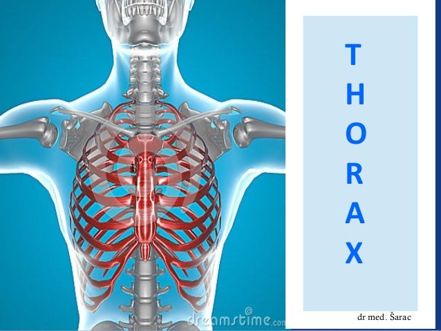 Thorax