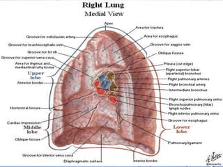 AIRWAYS
• PRIMARY BROCHI
• ONE TO EACH LUNG – CONTINUATION OF
TRACHEA
• RIGHT BRONCHUS IS WIDER AND SHORTER
AND BRANCHES F...