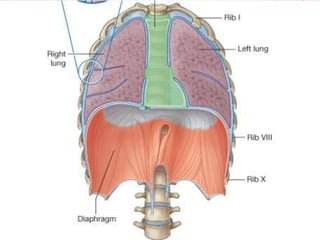 SUPERIOR MEDIASTINUM
LOCATING-FROM INLET OF
THORAX TO PLANE EXTENDING
FROM LEVEL OF STERNAL ANGLE
ANTERIORLY TO LOWER BORD...