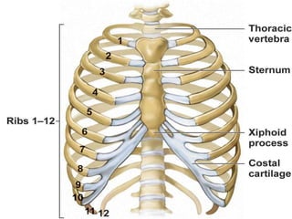 The Ribs
• Usually, 12 pairs
– 7 True ribs-direct attachment to sternum
– 5 False ribs-indirect or no attachment to
sternu...