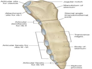 TYPICAL RIB
ARTICULATION
• Dorsal (P) Attachment Thoracic Vertebrae
– Head of Rib  2 costal facets
» Superior costal face...
