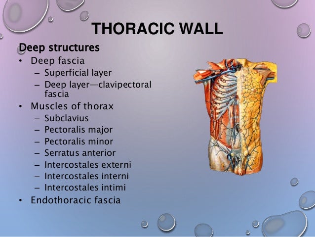 Thorax