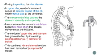 Thorax. Full Explanation | PPTX