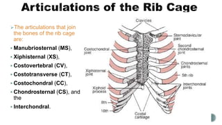 Thorax. Full Explanation | PPTX