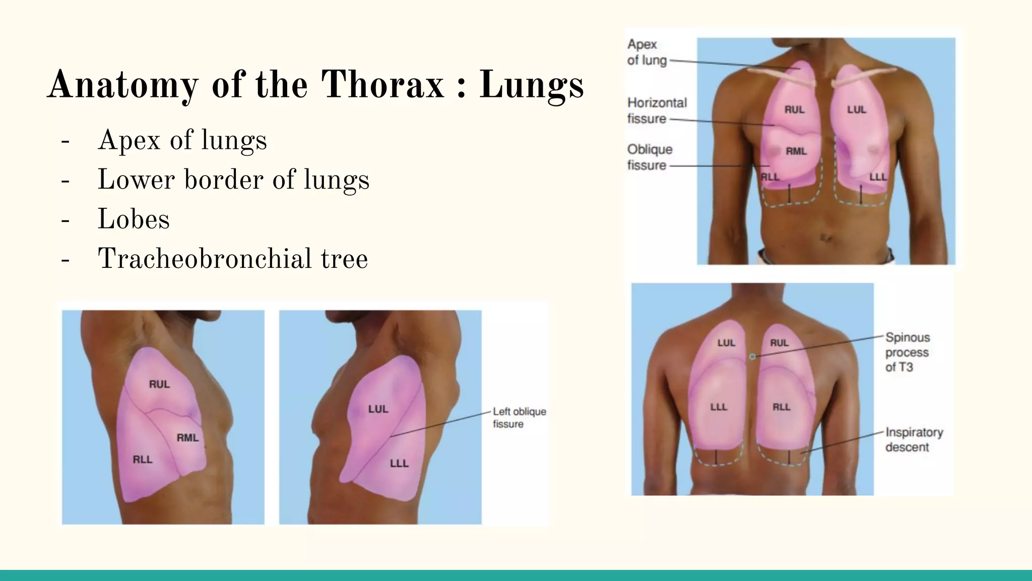 Lower Apices Physical Examination of Thorax | PDF