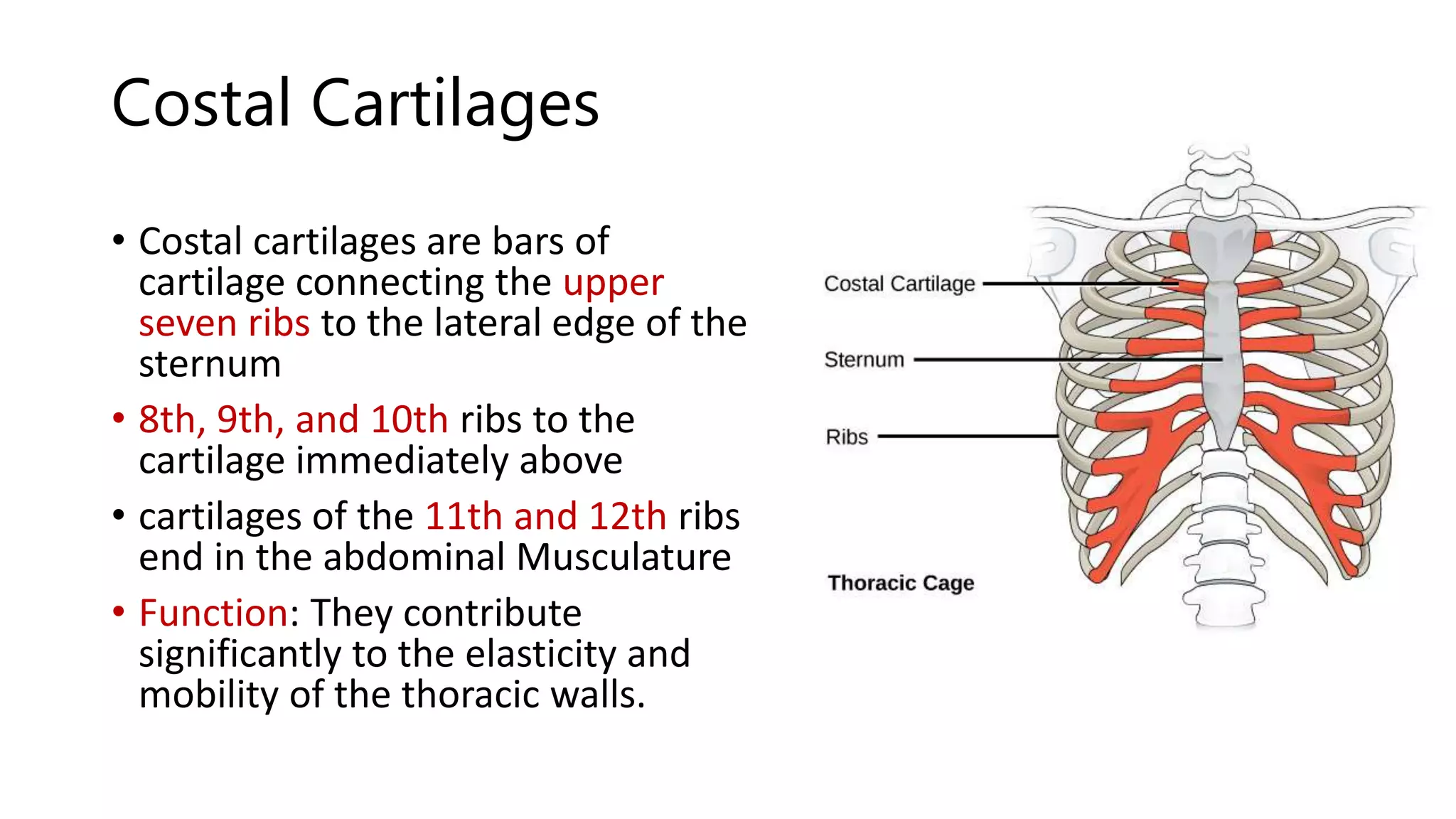 Thorax.pptx
