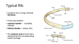 Tapered Arch Rib Thorax.pptx