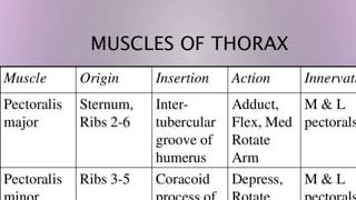 Thorax-XRAY and CT