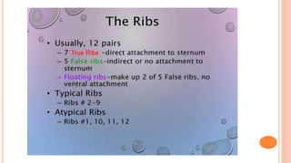 True Ribs
 
