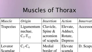 Thorax-XRAY and CT