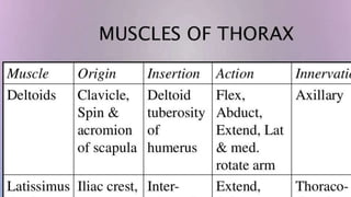 Thorax-XRAY and CT