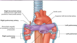 Thorax-XRAY and CT