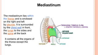 The mediastinum lies within
the thorax and is enclosed
on the right and left
by pleurae. It is surrounded
by the chest wall in front,
the lungs to the sides and
the spine at the back
Mediastinum
It contains all the organs of
the thorax except the
lungs.
 
