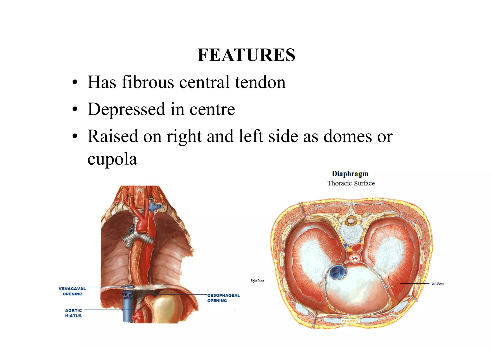 FEATURES
• Has fibrous central tendon
• Depressed in centre
• Raised on right and left side as domes or
cupola
 